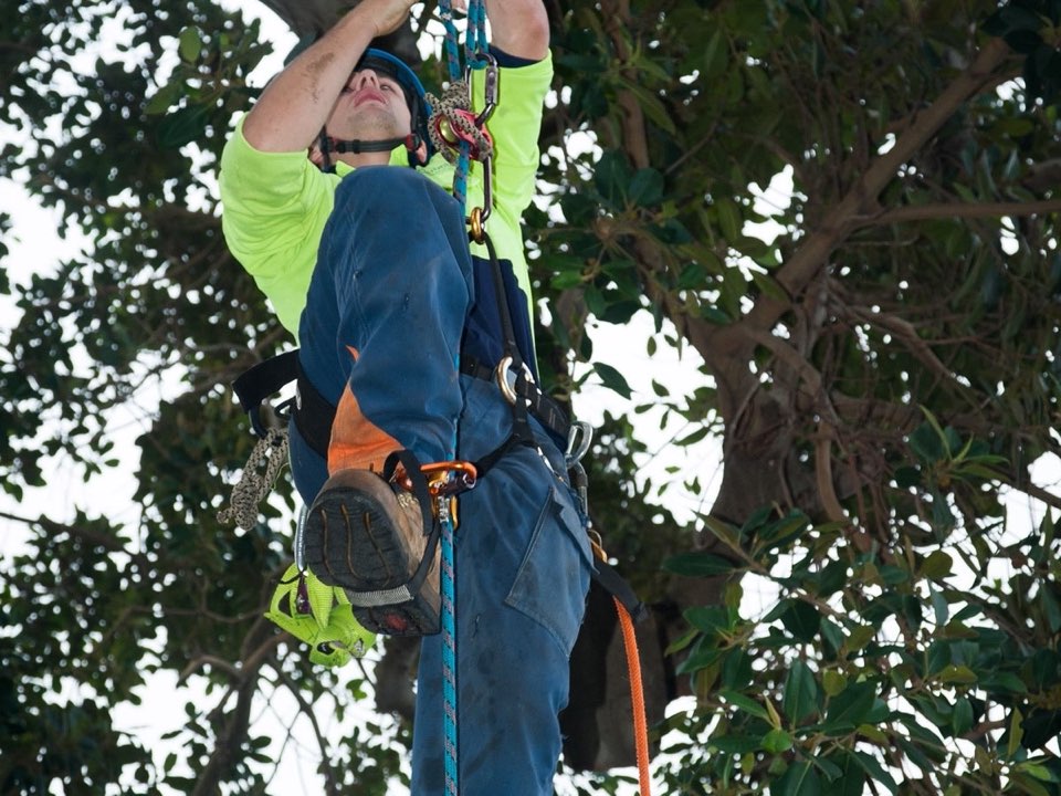 Qualified arborist working in a mature tree during an Enviro Trees UK survey in Perth and Kinross