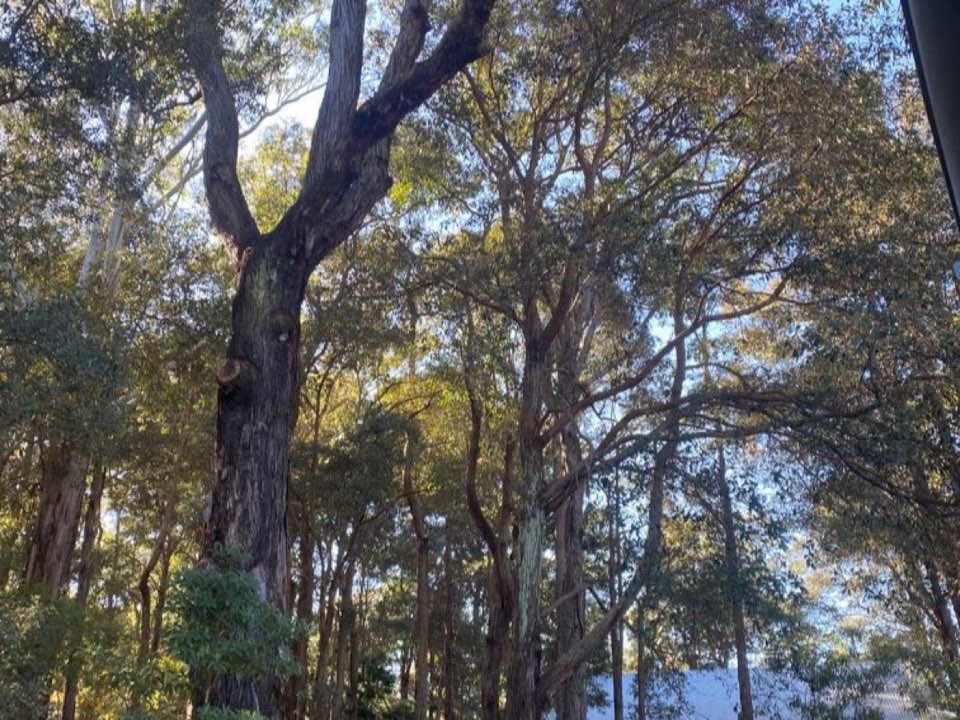 Mature trees in Perth and Kinross parkland with a property visible in the background